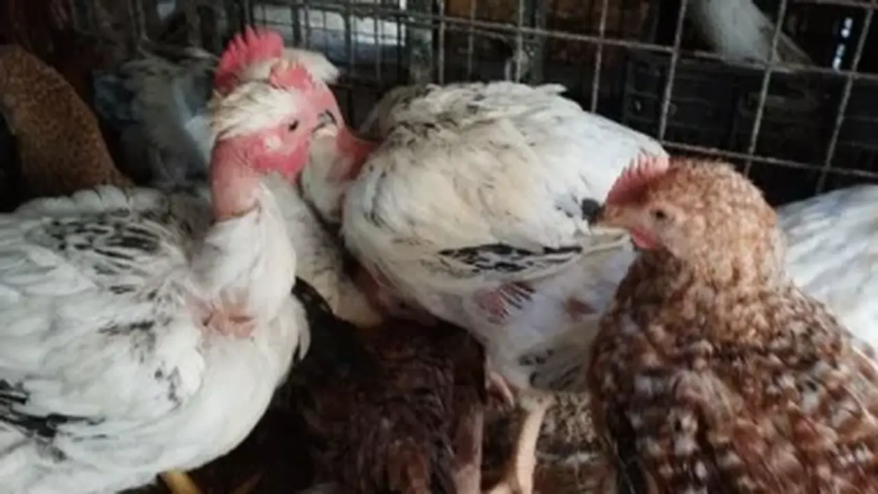 استقرار أسعار الفراخ والدواجن بأسواق الإسماعيلية اليوم الإثنين